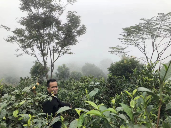 “普洱景迈山古茶林文化景观”申遗成功