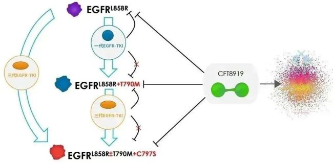 △cft8919作用机理图（来源：c4t）